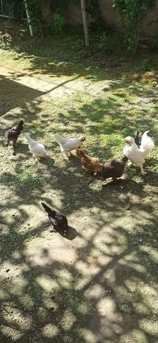 ЯПОНЧА оиласи {1+12} !!!