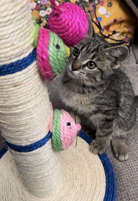 Милый котёнок ищет любящую семью!