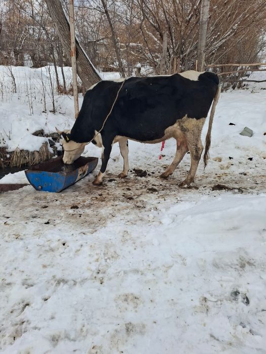 Продается корова