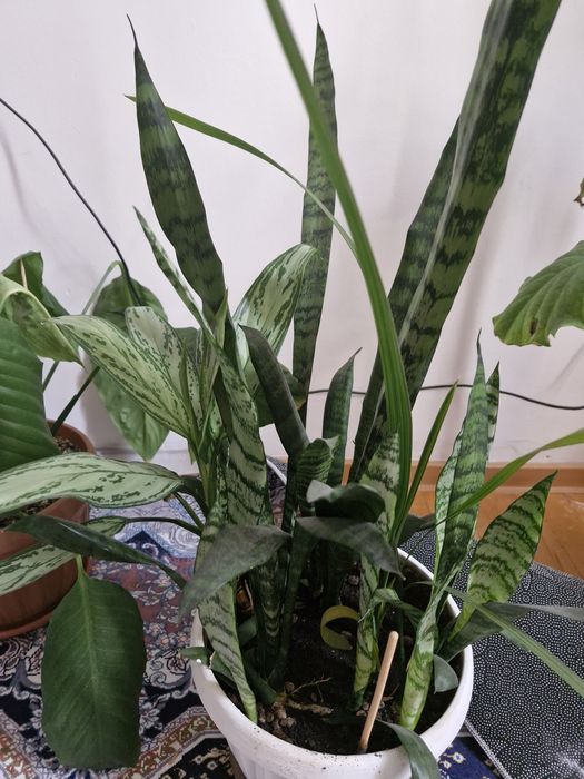 Комнатные цветы.