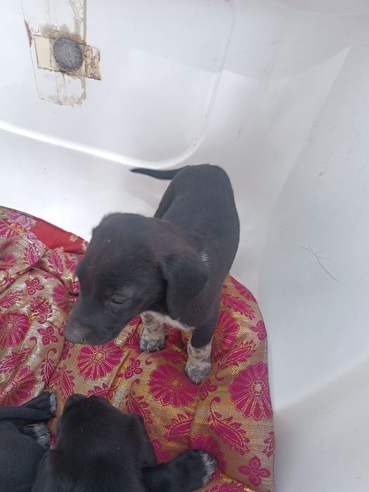 Бесплатно в добрые руки