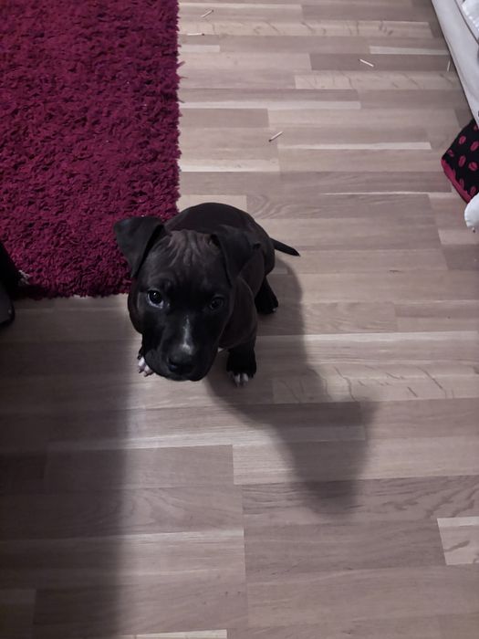 American staffordshire terierr