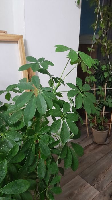 Шеффлера крупное растение