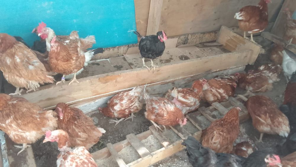 Продам курей несутся нормально