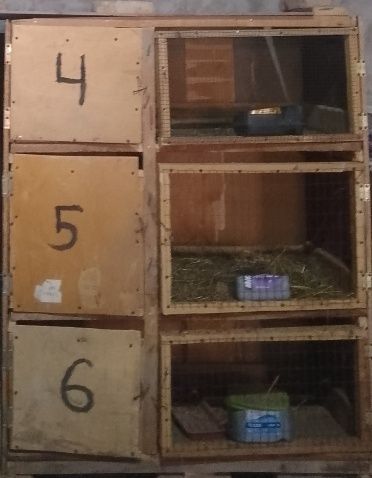 Quyon katak sotiladi
