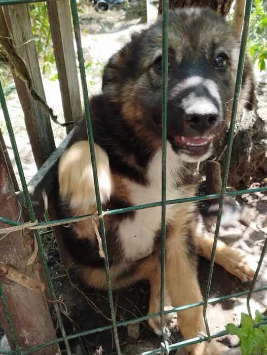 Женско кученце търси дом