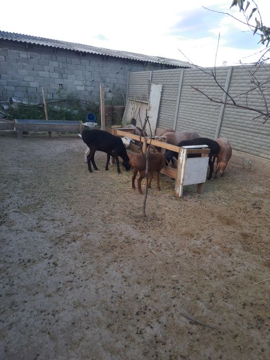 Продам ярки полтора годовалые