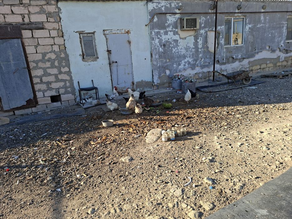 Здравствуйте Куры прдаютьса
