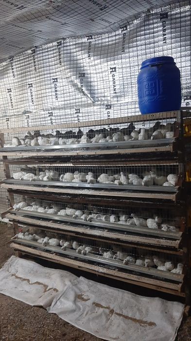 Бедана Техас парода