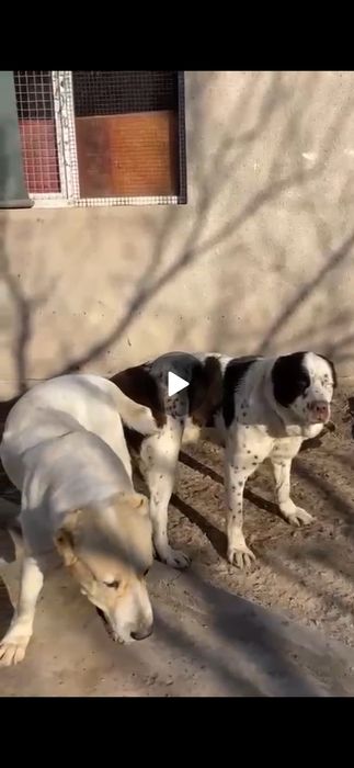 Алабай щенки сао