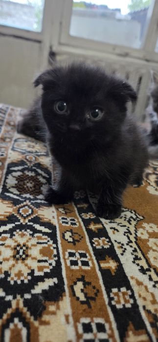 Котята ищут дом !!!