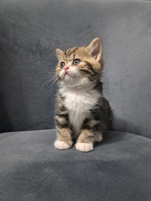 Котёнок британский