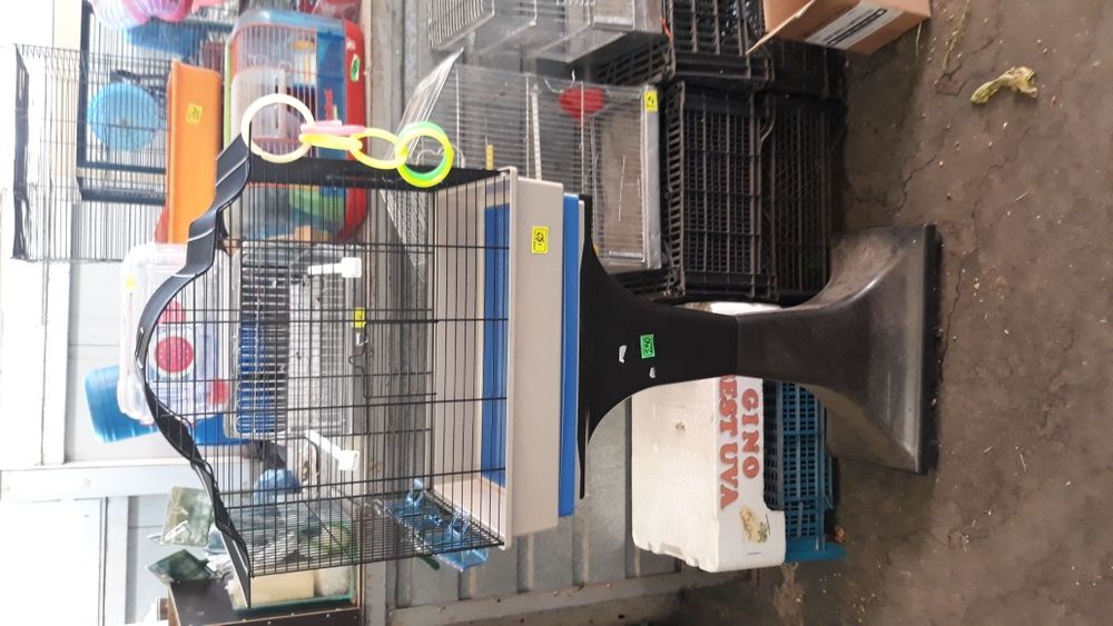 Perusi nimfe zebre australiene hamsteri veverite gerbili