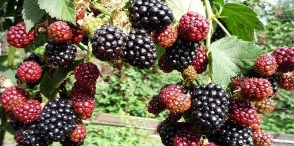 Ежемалина,МАЛИНА, МАЛИНА колированая