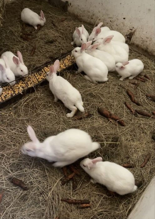 Vand iepuri hycole francez