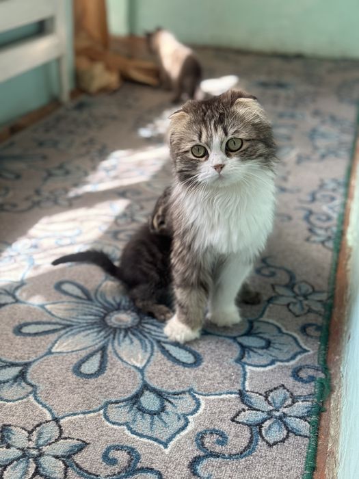 Продаем Кошку с котятами