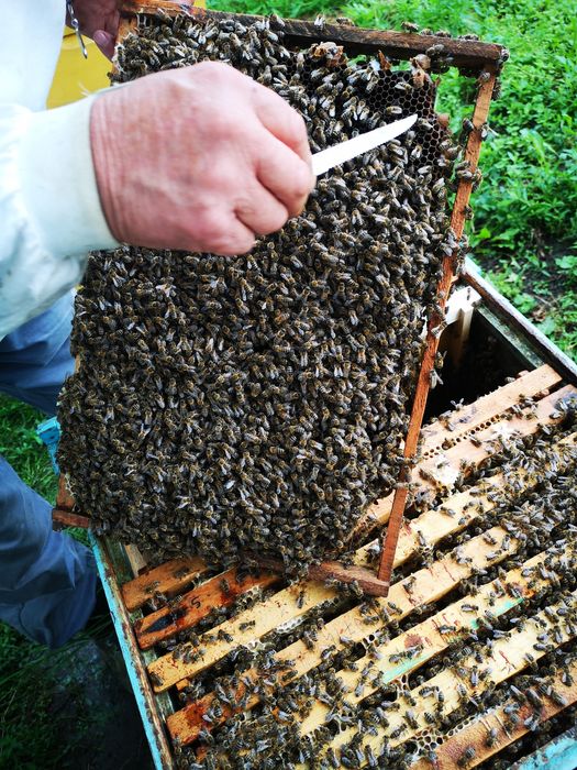 Vând familii de albine