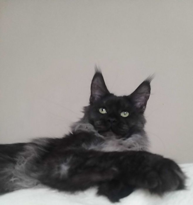 Котята породы Мейн-кун