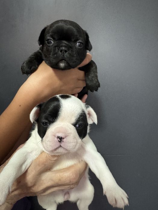 Щенки французкого бульдога