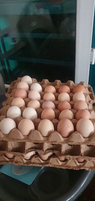 Яйцо продам инкубационное