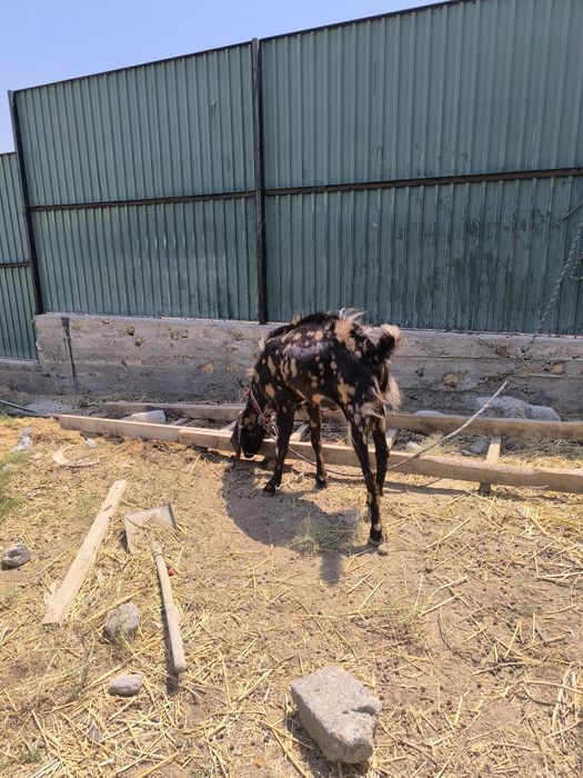 Битал теке козел