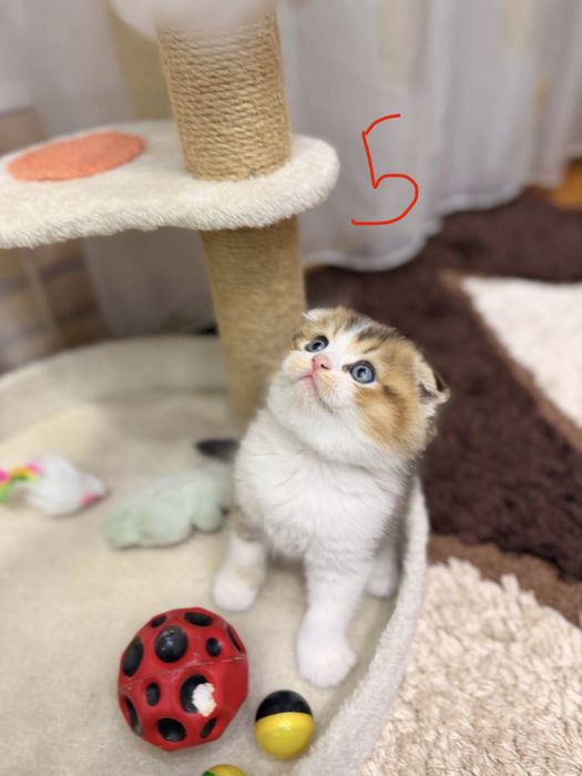 Котята Скоттиш Фолд и Страйт