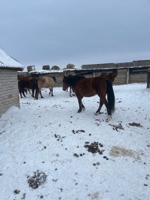 Жылқы бие сатылады Буаз Майда туады