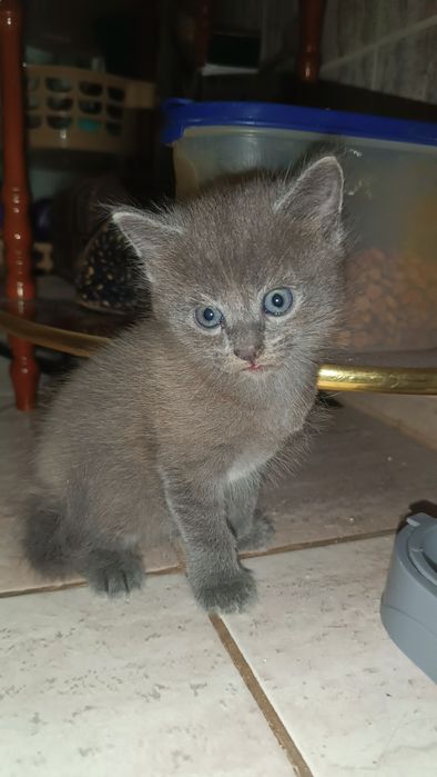 Отдам котёнка девочку