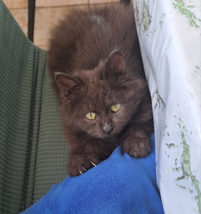 Отдам кошку добрые дела руки