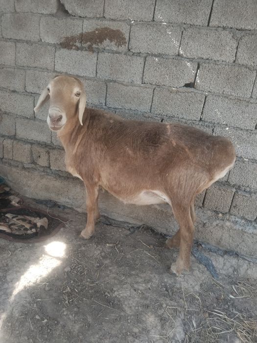 Ona qoy sotiladi