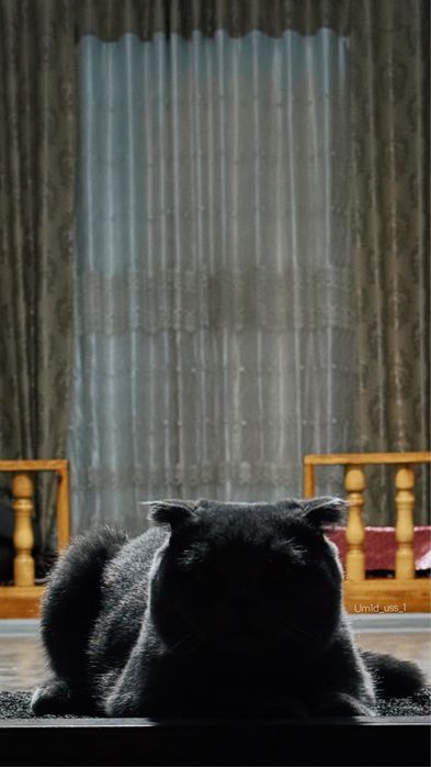 Породаси бошка мушукга абмен киламан сотиб олмокши босангиз сотлади