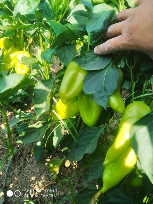 Balgarski urug Super lassika