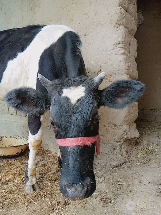 Mol sotiladi qornida bolasi bor