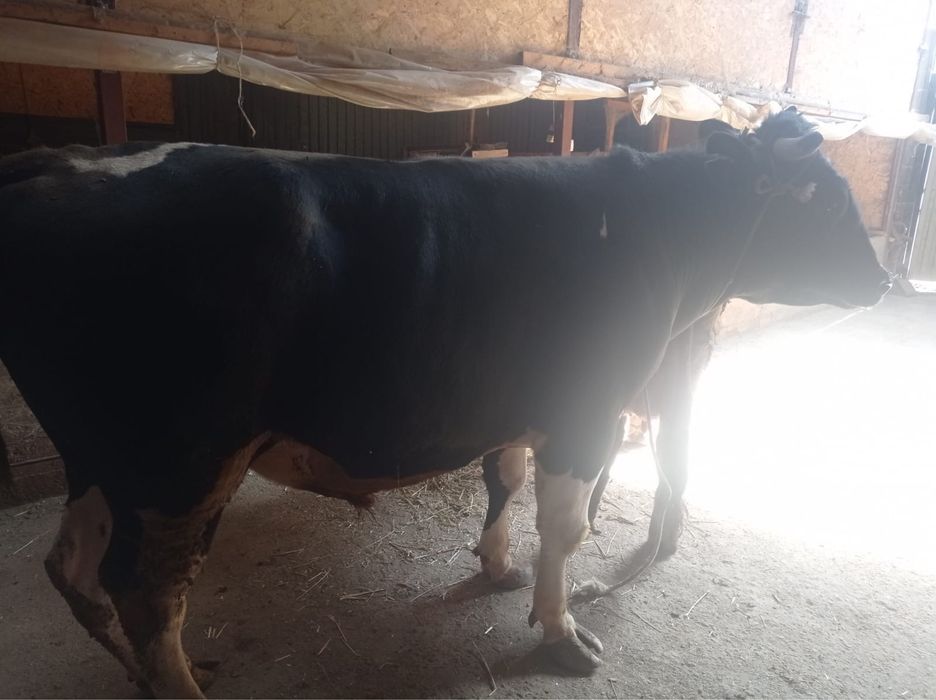 Бык , чистокровный голштинец