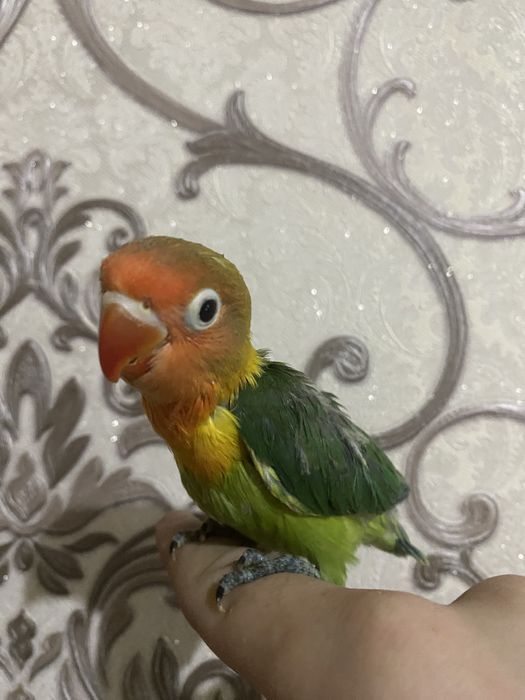 Ruchnoy popugay sotiladi