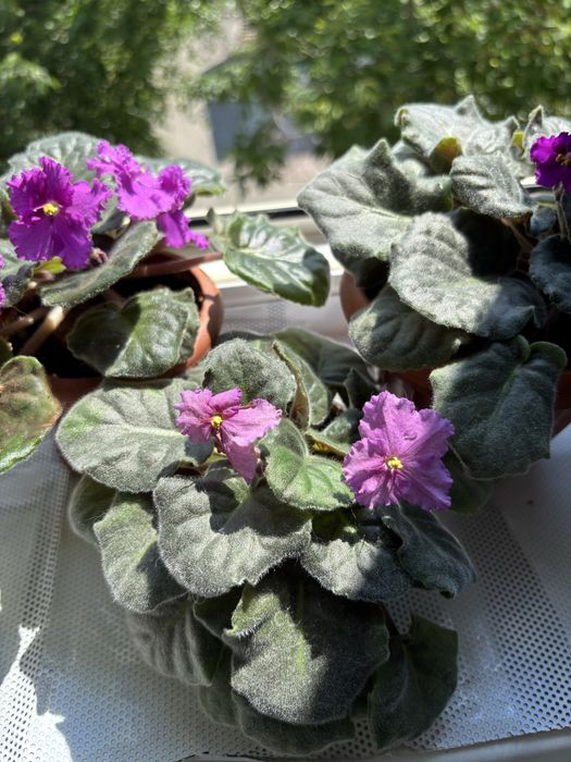 Фиалки комнатные цветы