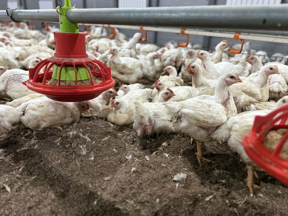 Бройлеры Живым весом