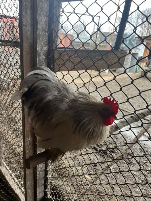 Vând cocoși cochinchina pitic