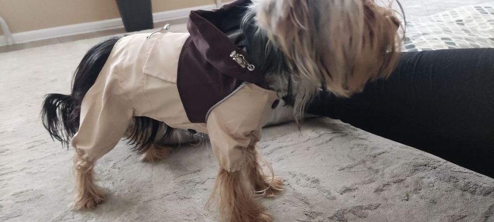 Одежда Дождевик для мелких собак,щенков