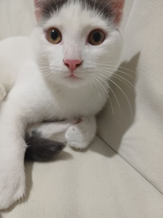 Котята( котики)ищу дом и родителей