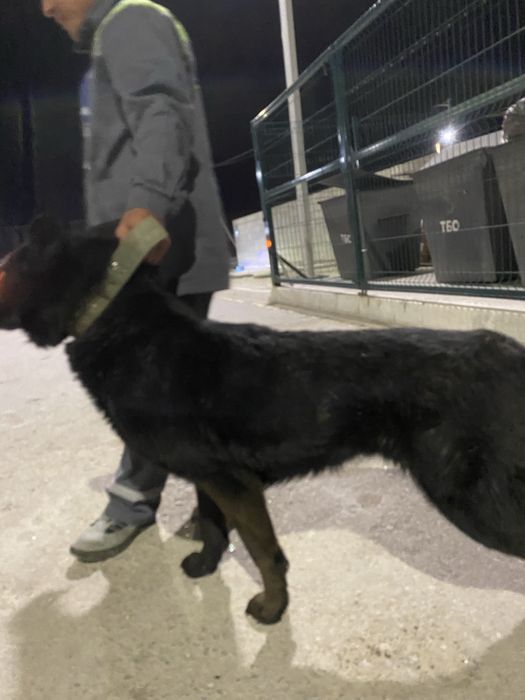 Немецкая овчарка