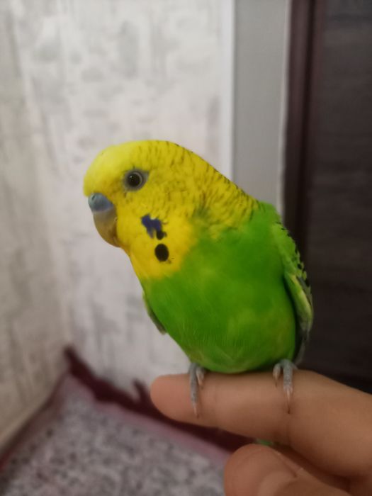 Волнистый попугай