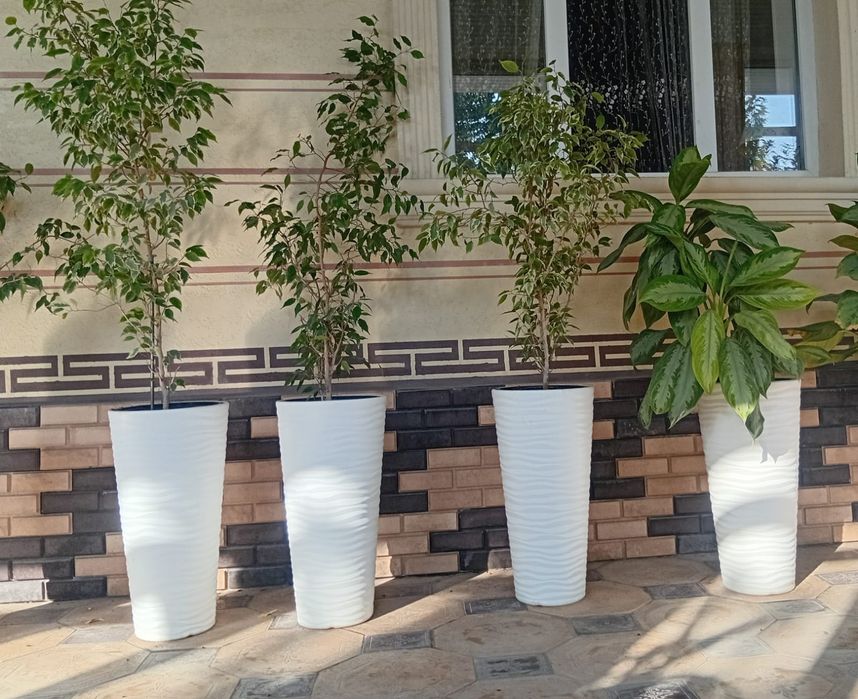 Продам комнатные цветы