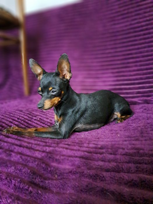 Вязка мини той терьера