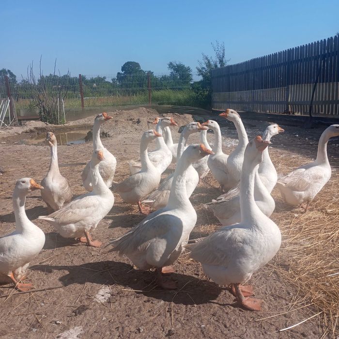 Vând URGENT 15 gâște ouătoare