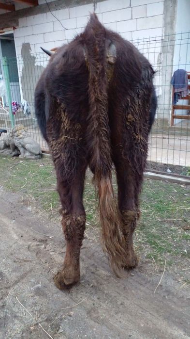 Vând taur  și o juninca gestantă