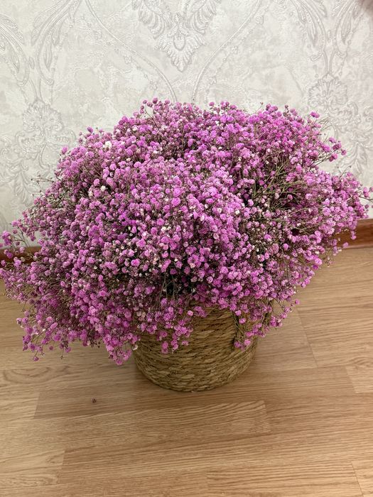 Продается цветы недорого