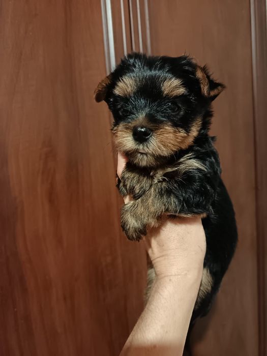 Кукольные йорки щенки