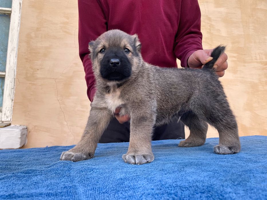 Щенок Турецкого Кангала ( чистокровный )