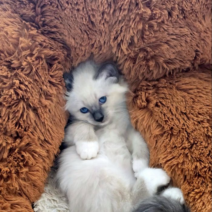 Бирманска котка/Sacred Birman